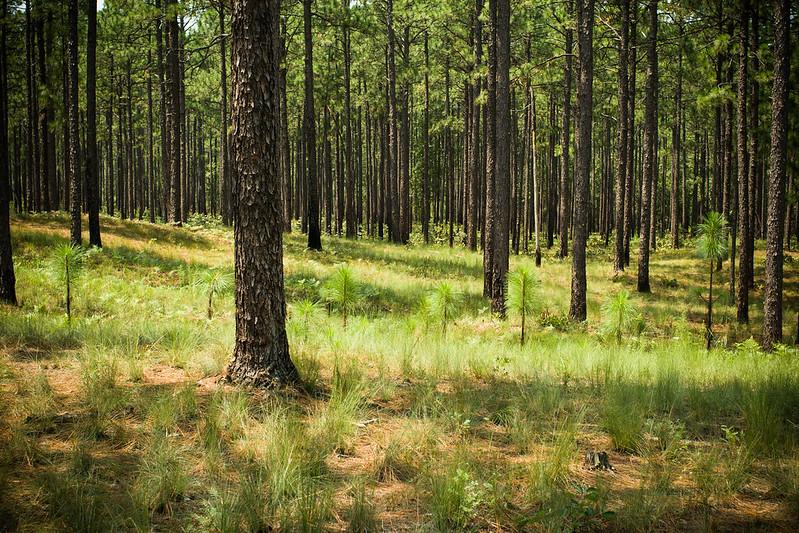 A grove of pine trees. New saplings poke through the forest floor.