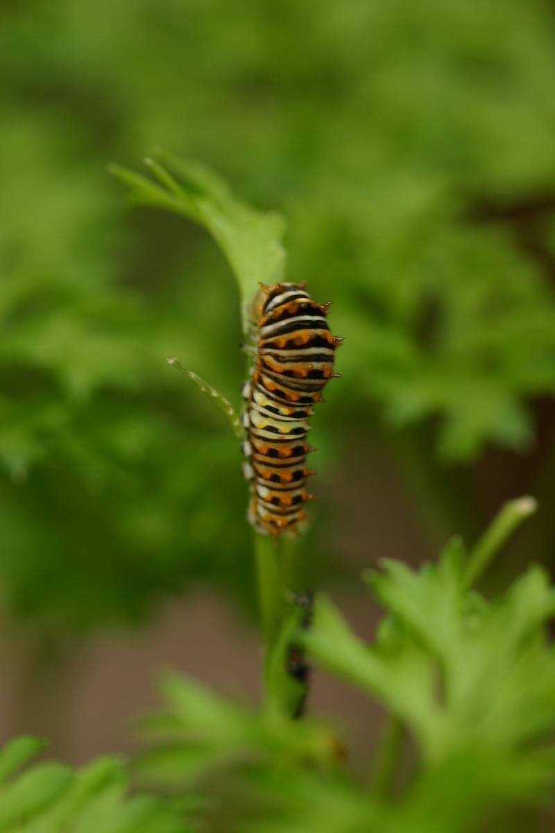 <img typeof="foaf:Image" src="http://statelibrarync.org/learnnc/sites/default/files/images/esb06.jpg" width="2048" height="3072" alt="Eastern black swallowtail butterfly: Second larval instar" title="Eastern black swallowtail butterfly: Second larval instar" />