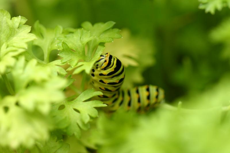 <img typeof="foaf:Image" src="http://statelibrarync.org/learnnc/sites/default/files/images/esb10.jpg" width="3072" height="2048" alt="Eastern black swallowtail butterfly: Third larval instage" title="Eastern black swallowtail butterfly: Third larval instage" />