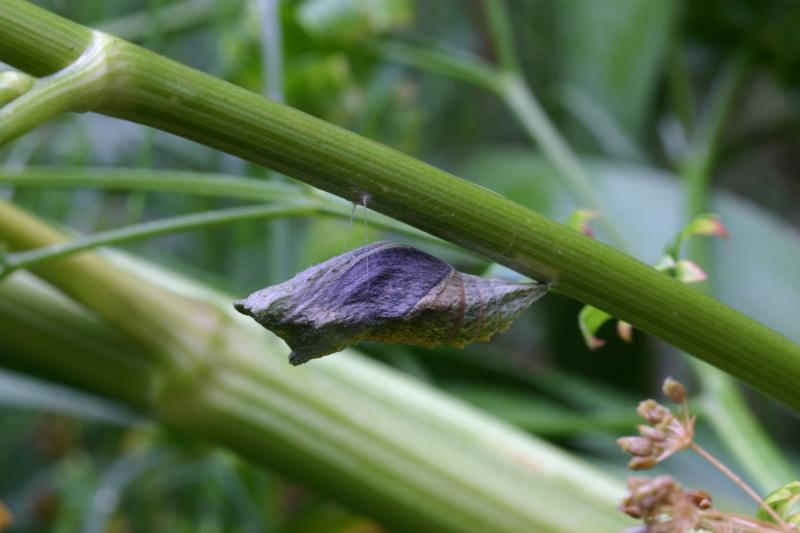 <img typeof="foaf:Image" src="http://statelibrarync.org/learnnc/sites/default/files/images/esb16.jpg" width="3072" height="2048" alt="Eastern black swallowtail butterfly: Chrysalis" title="Eastern black swallowtail butterfly: Chrysalis" />