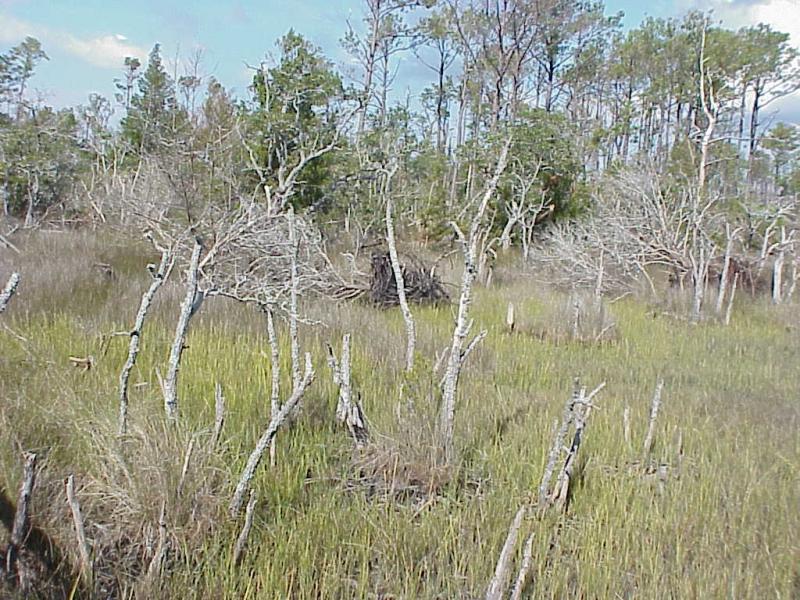 <img typeof="foaf:Image" src="http://statelibrarync.org/learnnc/sites/default/files/images/salt_marsh2.jpg" width="1024" height="768" alt="Salt marsh invading a forest; a sign of rising sea level" />