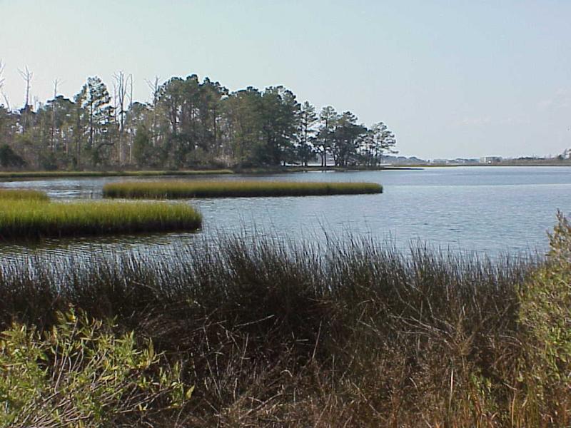 <img typeof="foaf:Image" src="http://statelibrarync.org/learnnc/sites/default/files/images/salt_marsh4.jpg" width="1024" height="768" alt="Salt marsh along the flanks of the high salinity section" title="Salt marsh along the flanks of the high salinity section" />