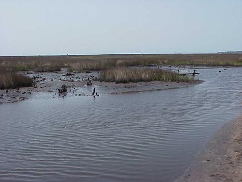 <img typeof="foaf:Image" src="http://statelibrarync.org/learnnc/sites/default/files/images/salt_marsh_developing.jpg" width="500" height="375" alt="Salt marsh developing" title="Salt marsh developing" />