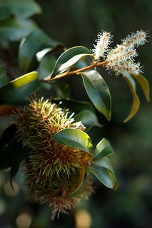 Chinquapin with unripe husks. Image from Flickr user Lydiat.