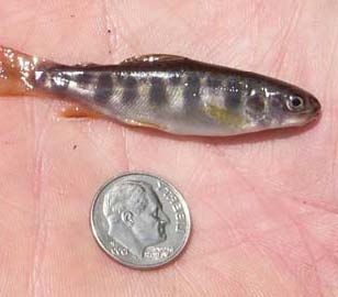 Small brook trout