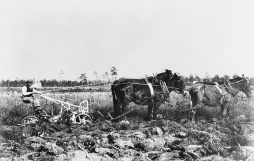 Dutch settler working the land at Van Eeden, 1913. North Carolina Collection, University of North Carolina at Chapel Hill Library.