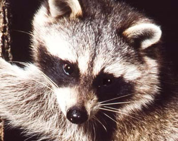 Racoon