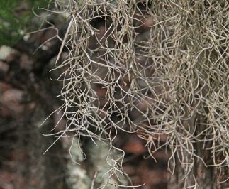 Spanish Moss,  Lake Waccamaw State Park, NC. Image courtesy of Flickr user Jerry Oldenettel. 