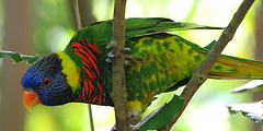 Rainbow Lorikeet at the NC Zoo. Image courtesy of Flickr. 